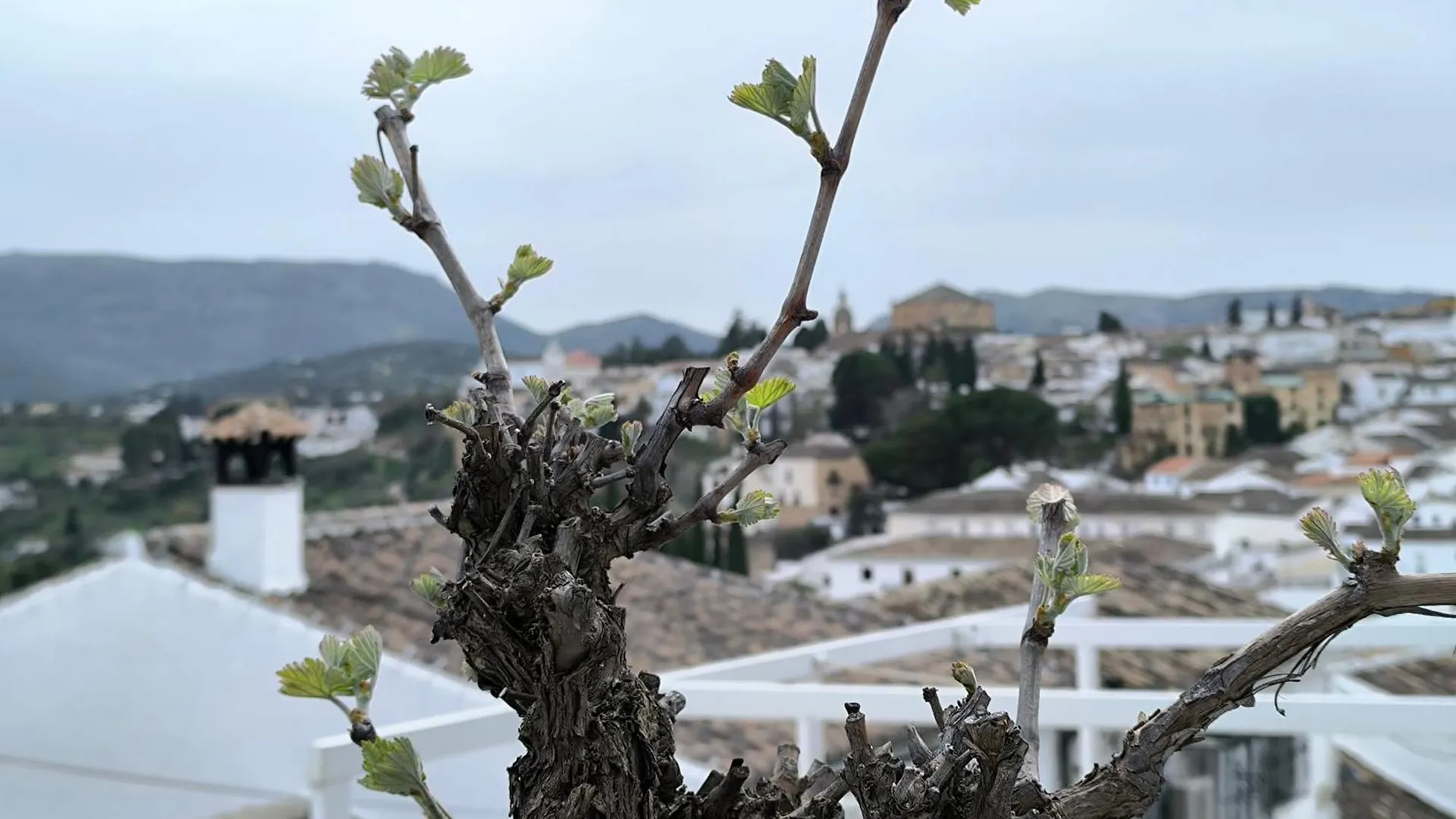 La Casita De La Parra Villa Ronda